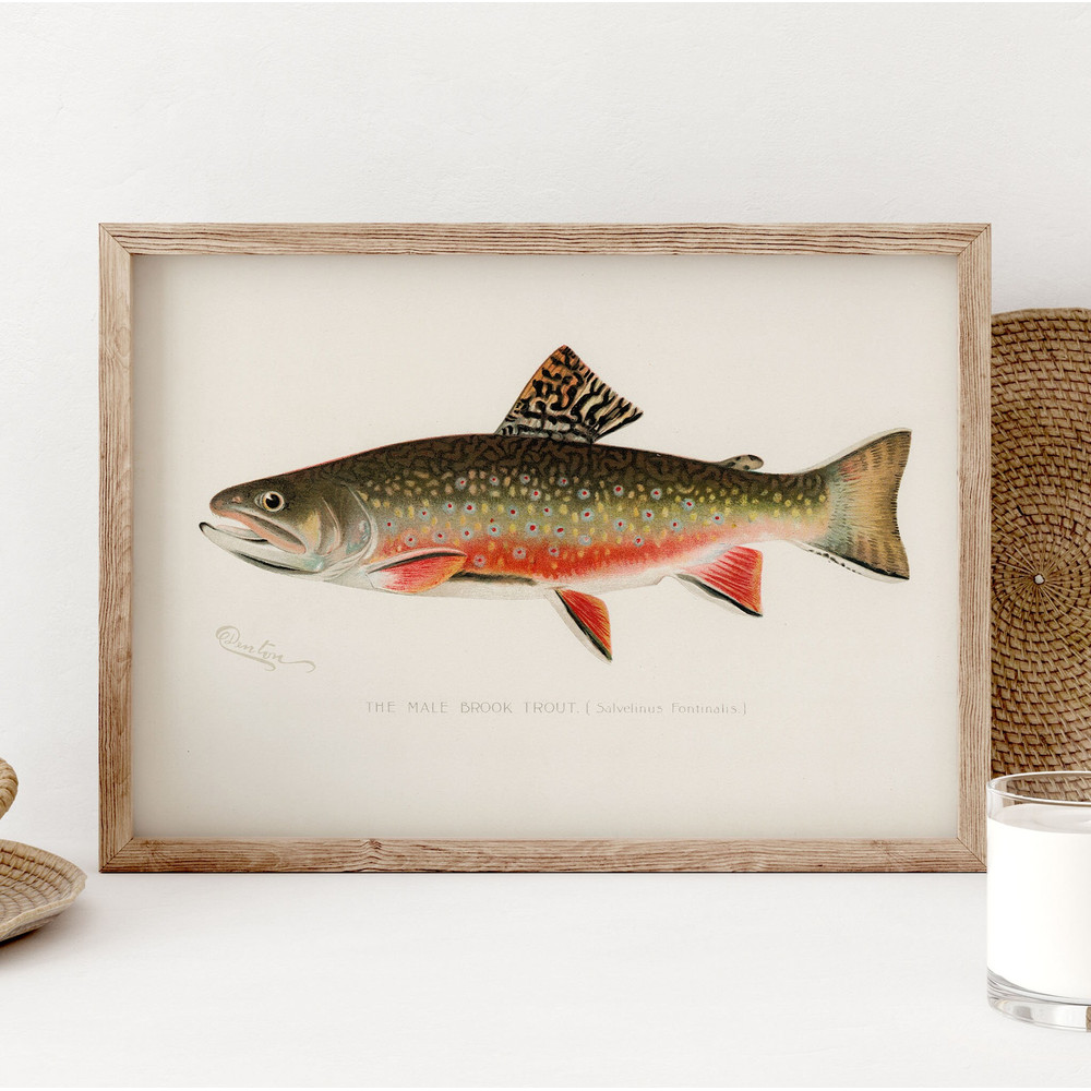Male Brook Trout Fish Print, Vintage Fishing Poster Wall Art Decor, Brook Trout Gift For Fisherman gifts, Lake House Wall Decor PS0370.jpg