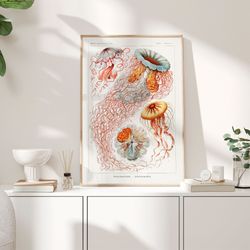 jellyfish vintage poster, 1904 - haeckel prints, nautical poster, nature print, marine wall art, ocean print, birthday g
