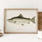 Land Locked Salmon Fish Print, Vintage Fishing Poster Wall Art Decor, Salmon Gift For Fisherman gifts Poster Lake House Wall Decor PS0388.jpg