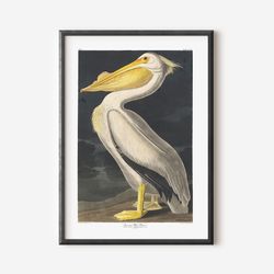 john audubon wall art print, modern art poster, vintage exhibition print, famous artist print, gallery wall home decor,