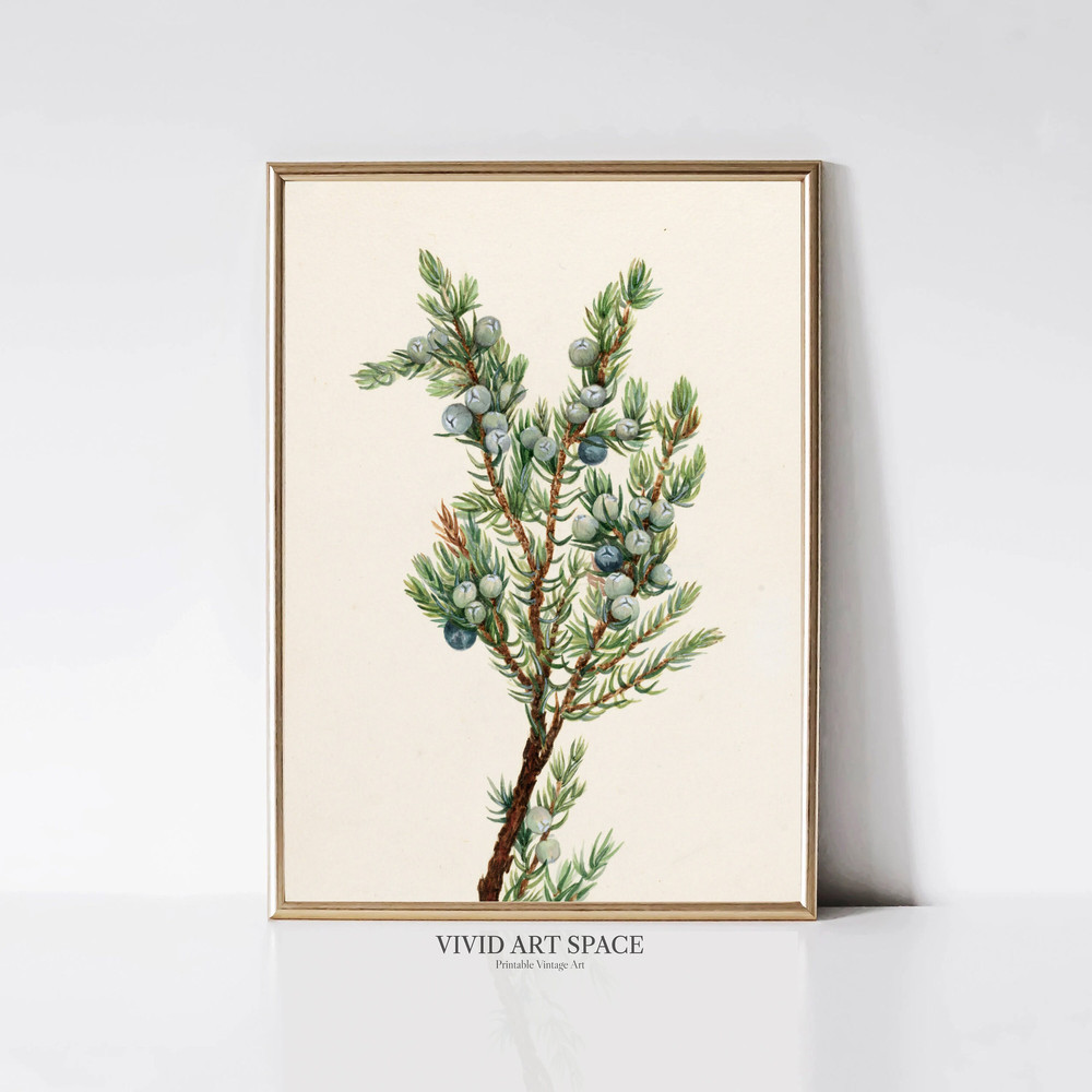 Mountain Juniper Vintage Christmas Tree Print Winter Botanical Painting Holiday Wall Decor Printable Wall Art Digital Download.jpg
