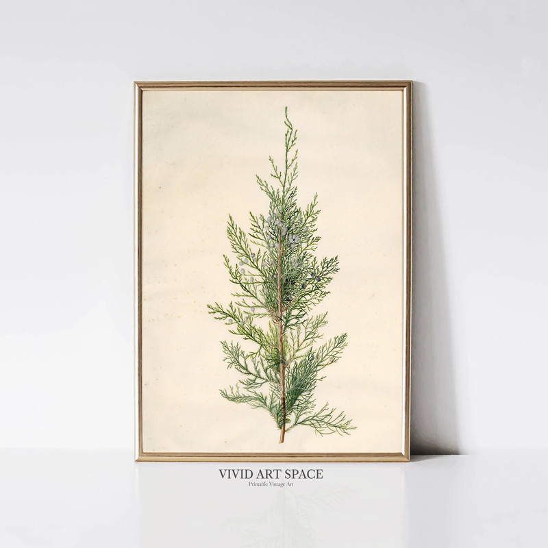 Vintage Juniper Painting  Christmas Tree Branch Print  Winter Botanical Still Life Print  Printable Farmhouse Wall Art  Digital Download.jpg