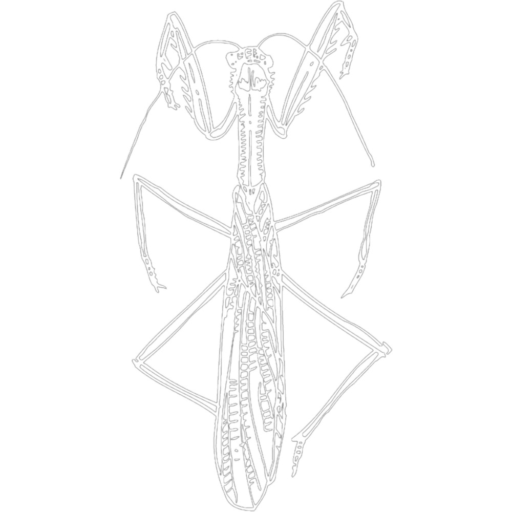 LOCUST VECTOR ILLUSTRATIONPremium .png