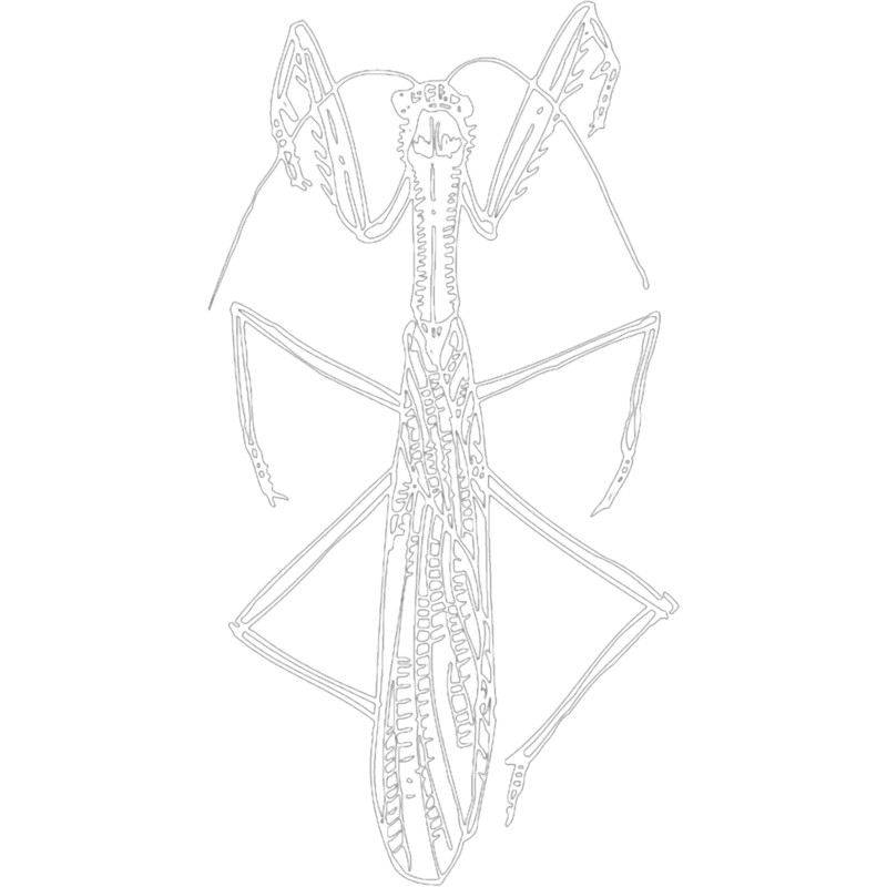 LOCUST VECTOR ILLUSTRATIONPremium .png
