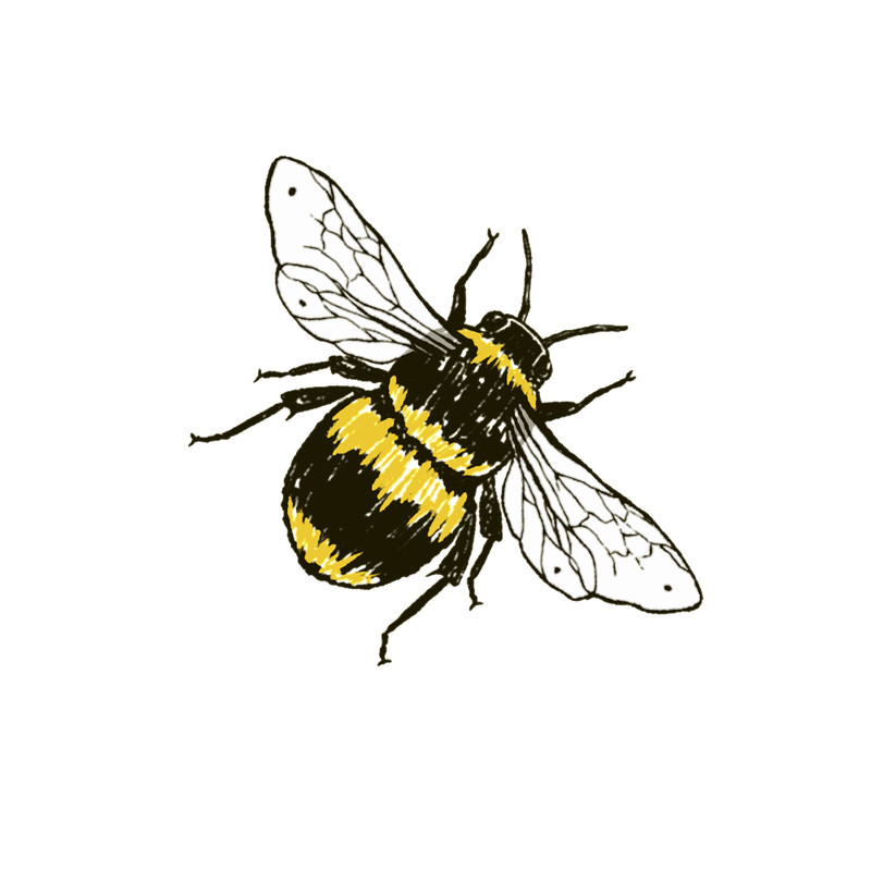 Lil Bee.png