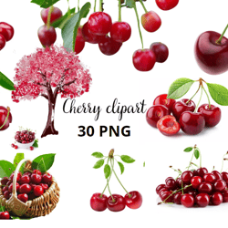 Cherry clipart, Kersen Clipart Bundel - 30 Fruit PNG Afbeeldingen, Cherry blossom clipart, Cherry transparent background