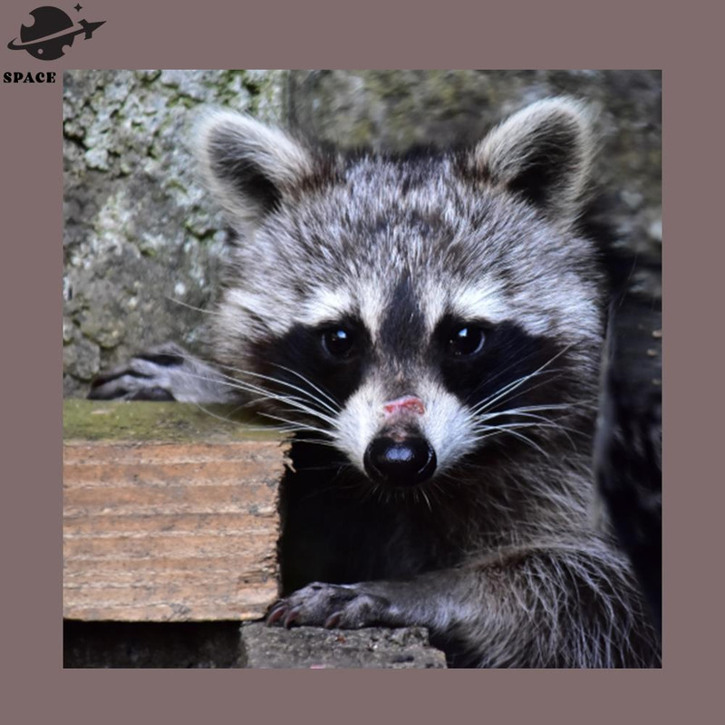 SM2212236883-Little Raccoon PNG Design.jpg