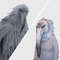 Lophaminus_ meme 2027_bird_white_bird_snow_bird_bird_bird erosion_6.jpg