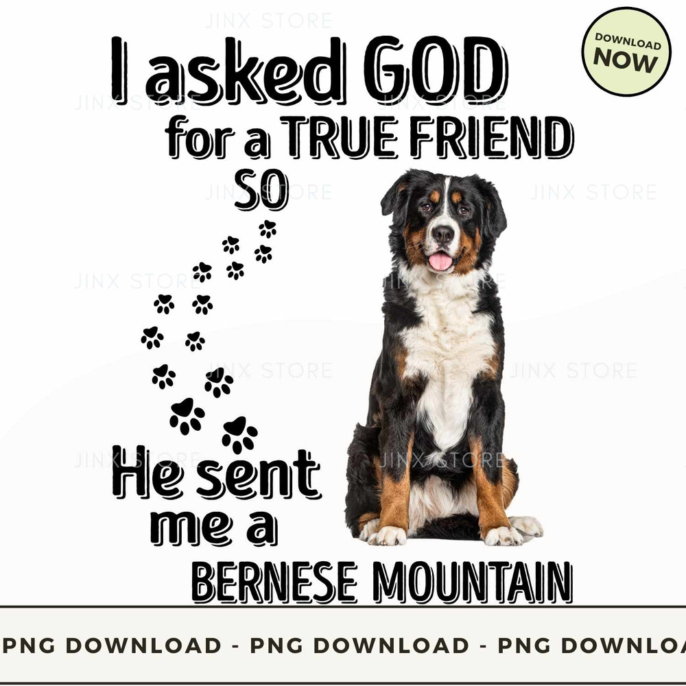 BERNESE MOUNTAIN.jpg