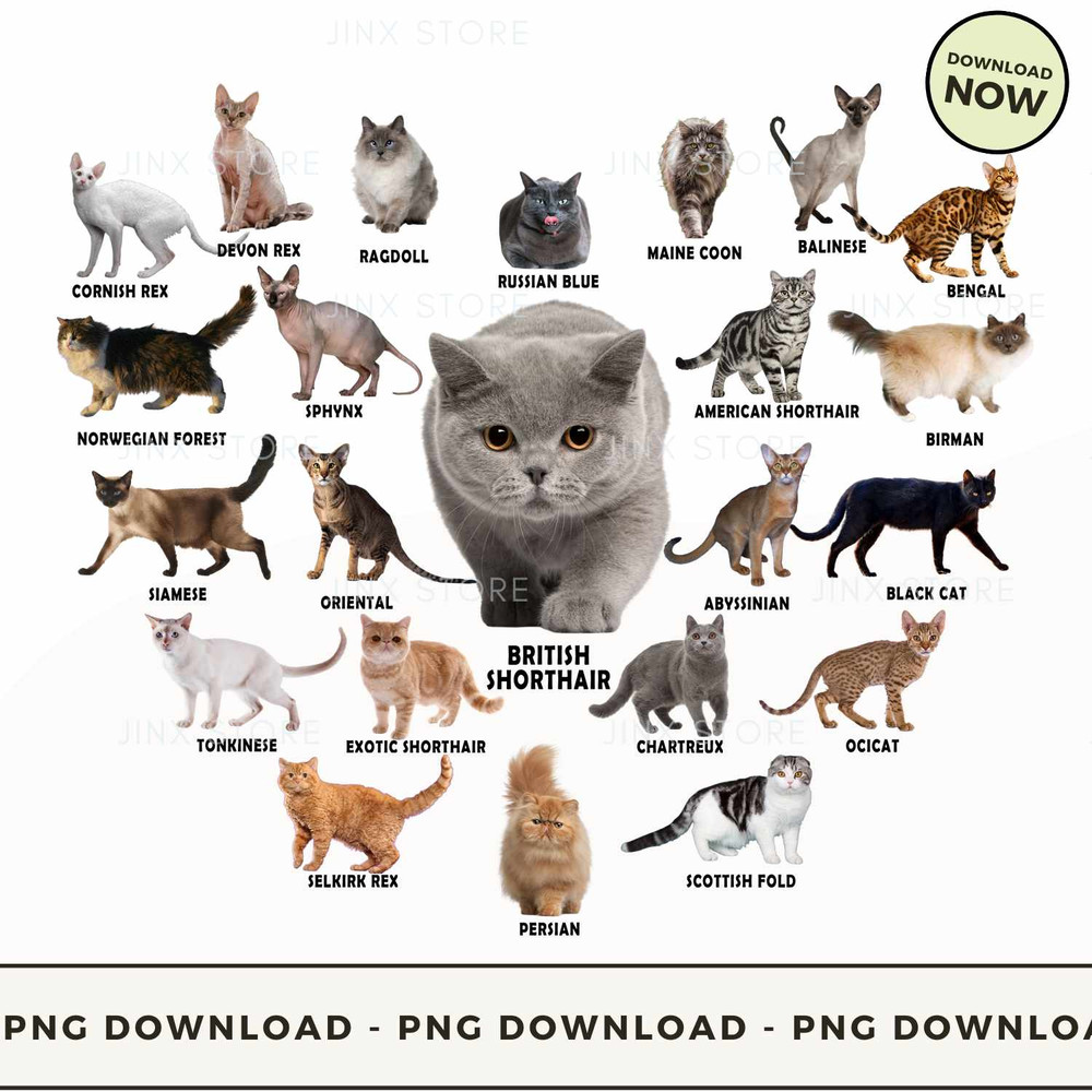 Cat heart 2.jpg