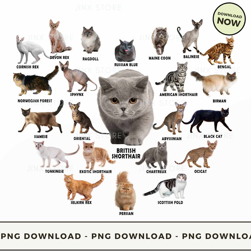 Cat heart 2.jpg