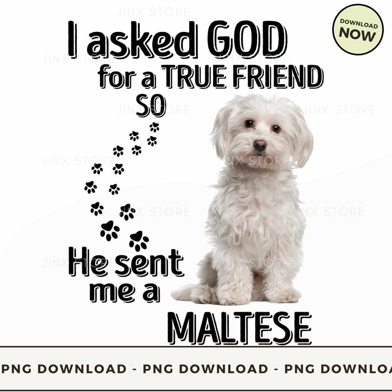 MALTESE.jpg