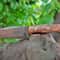 Camping Hunting Knife With Walnut Wood Grip Leather Sheath 6