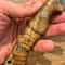 Premium Full Tang Camping Knife With Darkened 1075 Steel Blade Chestnut Grip 6