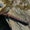 Norse Inspired Carbon Steel Axe With Rosewood Handle 2