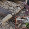 Handmade Viking Axe High Carbon Steel Norse Engraved Head Wooden Handle Collector Gift 6