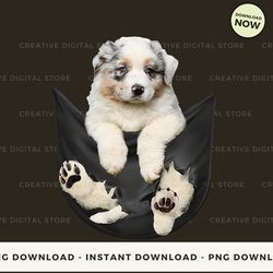 digital - australian shepherd in pocket t-shirt, hoodie, sweatshirt design - high-resolution png file
