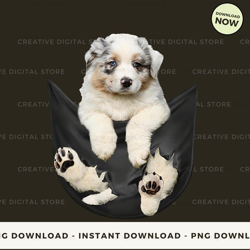 Australian Shepherd in pocket.jpg