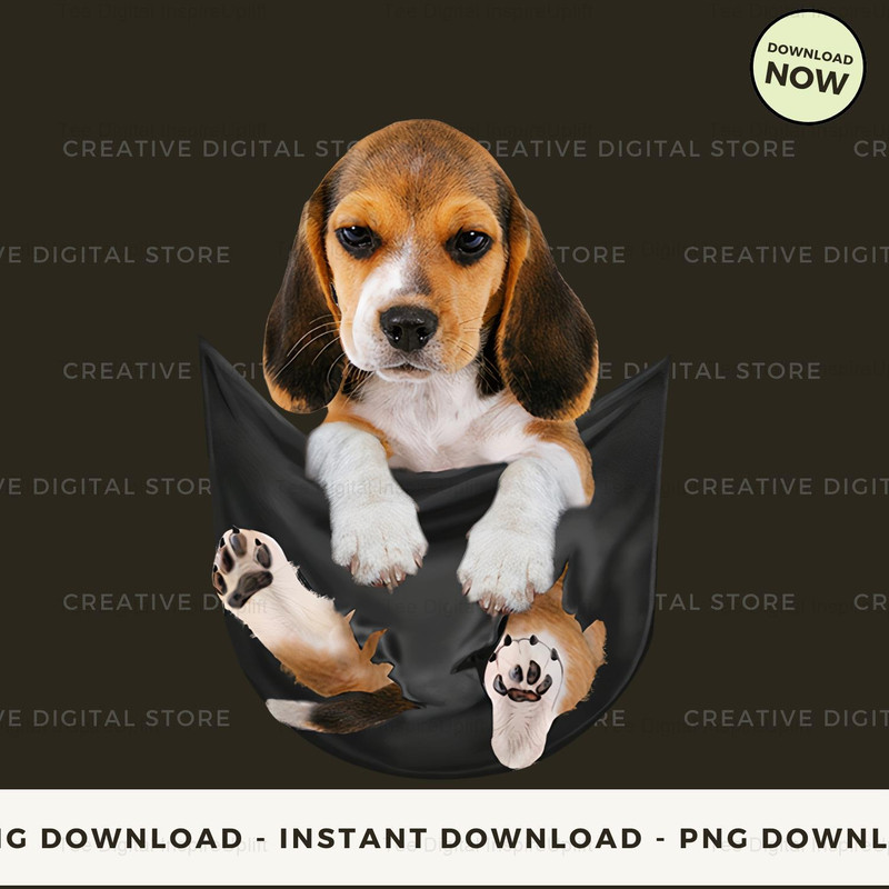 Beagle in pocket.jpg