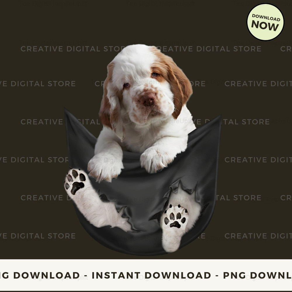 Clumber Spaniel In Pocket.jpg