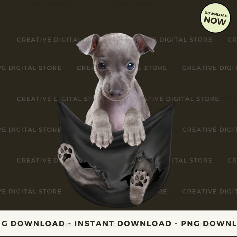 Italian Greyhound Inside Pocket.jpg
