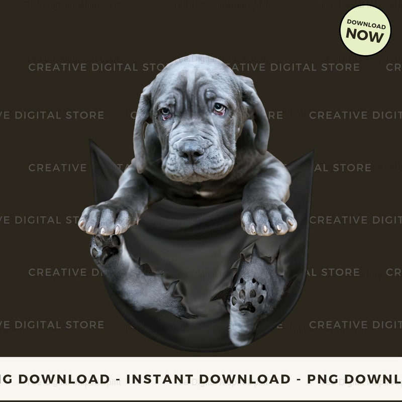 Neapolitan Mastiff In Pocket.jpg
