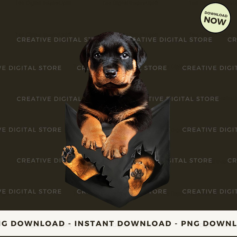 Rottweiler in pocket.jpg