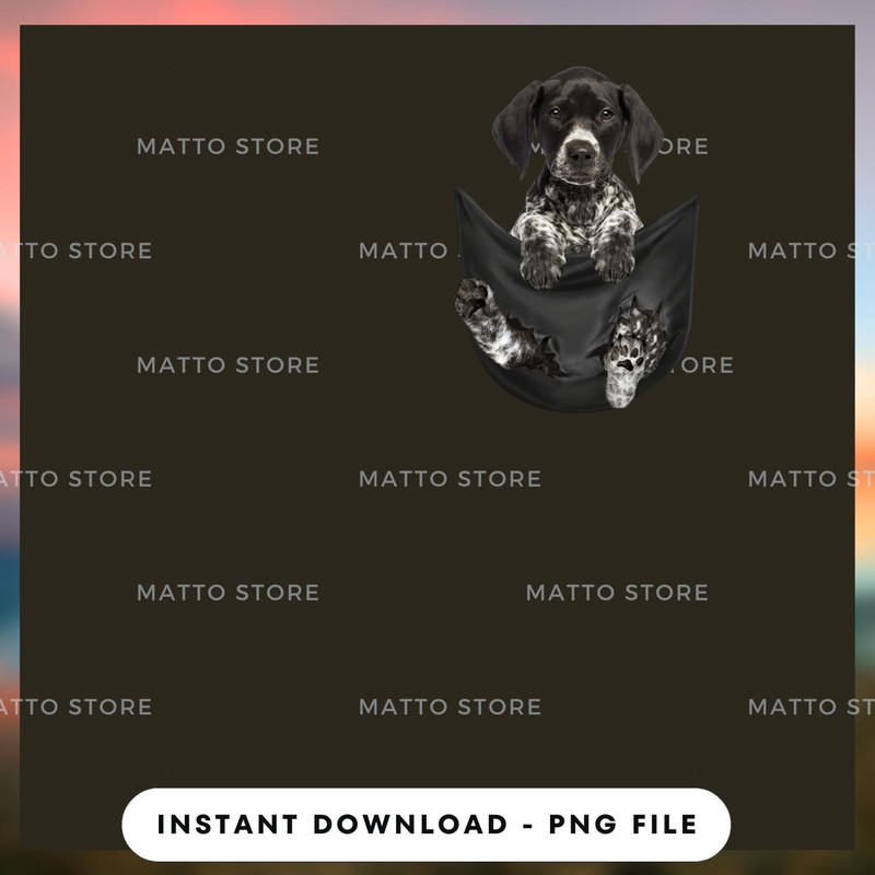 German Shorthaired Pointer 4.jpg