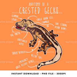 gecko crested reptile anatomy harelquin crestie digital png file, png download