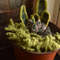 Assorted Crochet Plants Amigurumi Crochet Patterns, Crochet Pattern.jpg