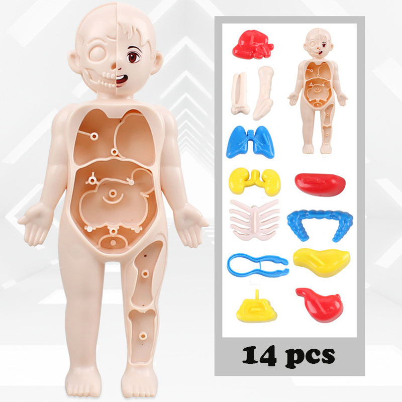 Educational Puzzle Toy, Human Body Anatomy Model for Kids, Montessori Organ Assembled Learning Tool