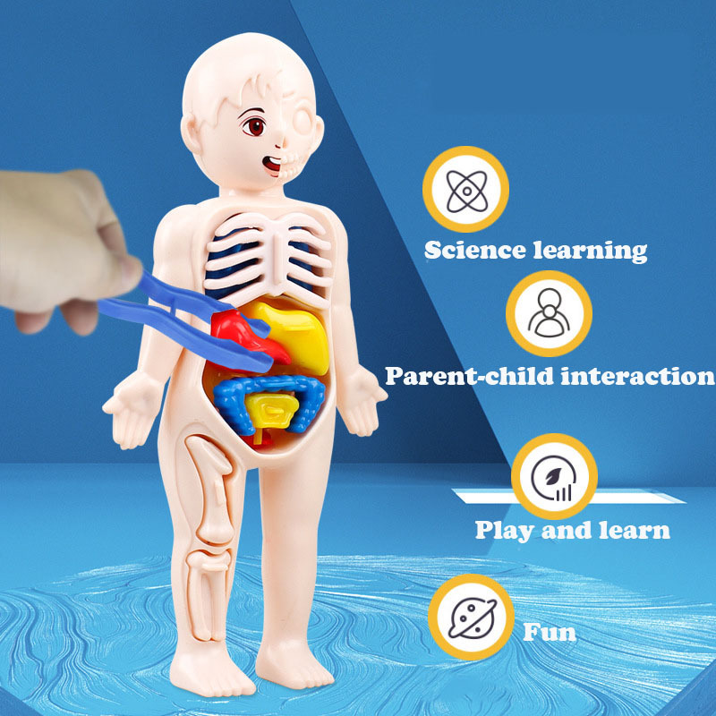 Educational Puzzle Toy, Human Body Anatomy Model for Kids, Montessori Organ Assembled Learning Tool
