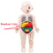Educational Puzzle Toy, Human Body Anatomy Model for Kids, Montessori Organ Assembled Learning Tool