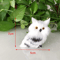 White Black Furry Plush Christmas Owl Ornament – Cute Baby Owl for Holiday Decor