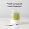 Reusable Countertop Bean Sprouter Kit – Seed Sprouting System for Household Kitchen