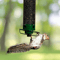 Wrought Iron Hanging Hummingbird Feeder SquirrelProof Bird Feeder For Outdoor Garden 7