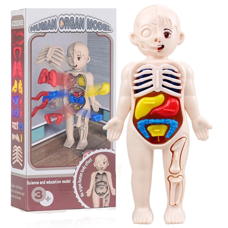 Montessori Human Body Anatomy Model DIY Educational Toy for Kids Science Learning