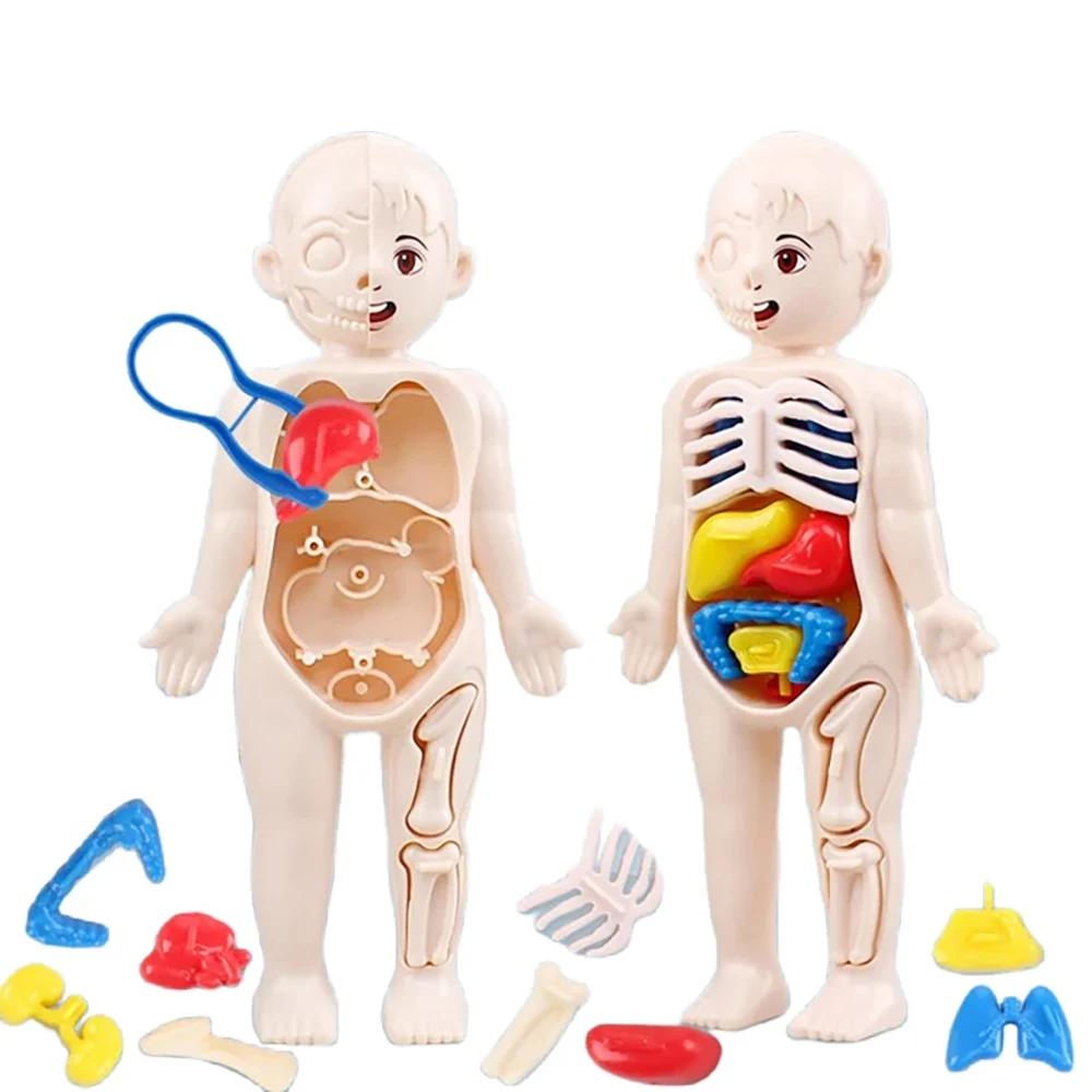 Montessori Human Body Anatomy Model DIY Educational Toy for Kids Science Learning