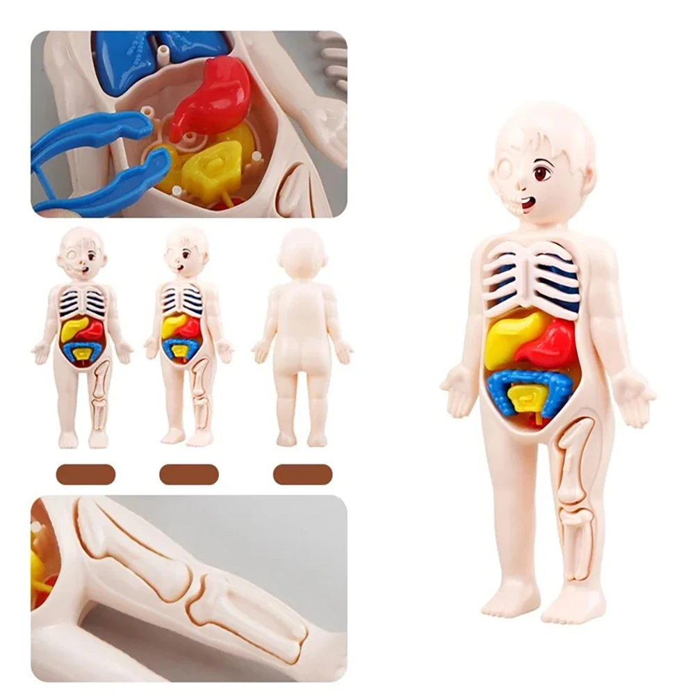 Montessori Human Body Anatomy Model DIY Educational Toy for Kids Science Learning