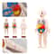 Montessori Human Body Anatomy Model DIY Educational Toy for Kids Science Learning