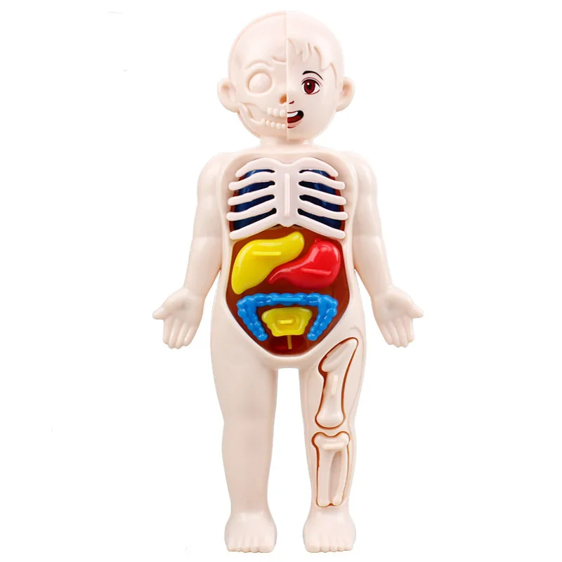 Montessori Human Body Anatomy Model DIY Educational Toy for Kids Science Learning