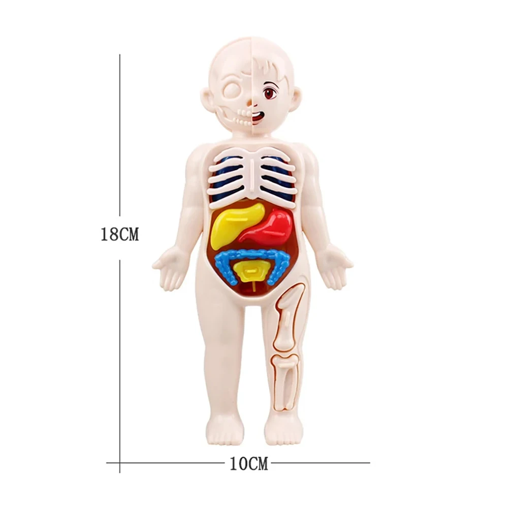 Montessori Human Body Anatomy Model DIY Educational Toy for Kids Science Learning