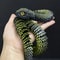 Realistic Snake Movable Fidget Toy Stress Relief & Desk Ornament