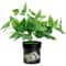 Secret Plant Stash Hidden Safe Flower Pot Organizer For Valuables 0
