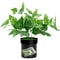 Secret Plant Stash Hidden Safe Flower Pot Organizer For Valuables 0