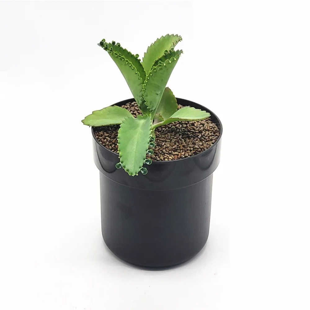 Creative Flowerpot Shaped Iron Money Safe With Password Lock Hidden Storage Box For Anti Theft Cash 5