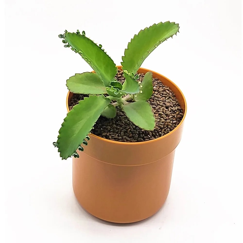 Creative Iron Flowerpot Storage Box With Lock Mini Money Organizer For Secure Storage 7