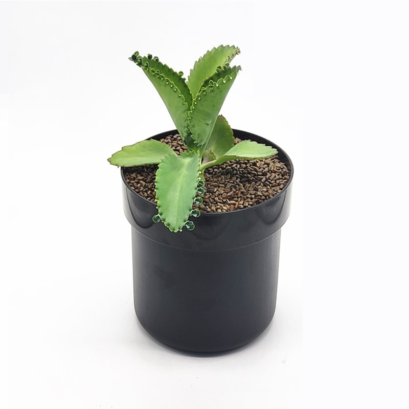 Creative Iron Flowerpot Storage Box With Lock Mini Money Organizer For Secure Storage 6