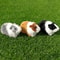 Realistic Guinea Pig Plush Toy Soft Lifelike Hamster Stuffed Animal Gift for Kids
