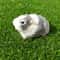 Realistic Guinea Pig Plush Toy Soft Lifelike Hamster Stuffed Animal Gift for Kids